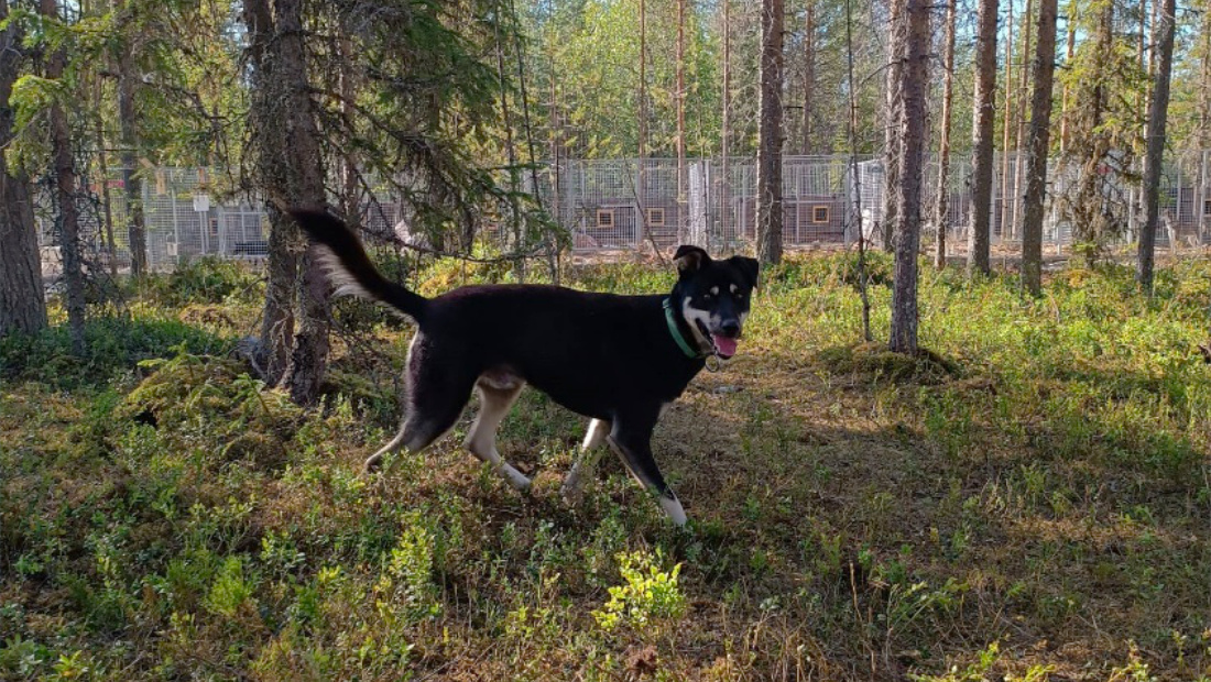 Exploring Animal Welfare and Wellbeing of Sled Dogs from a Guides Point of View