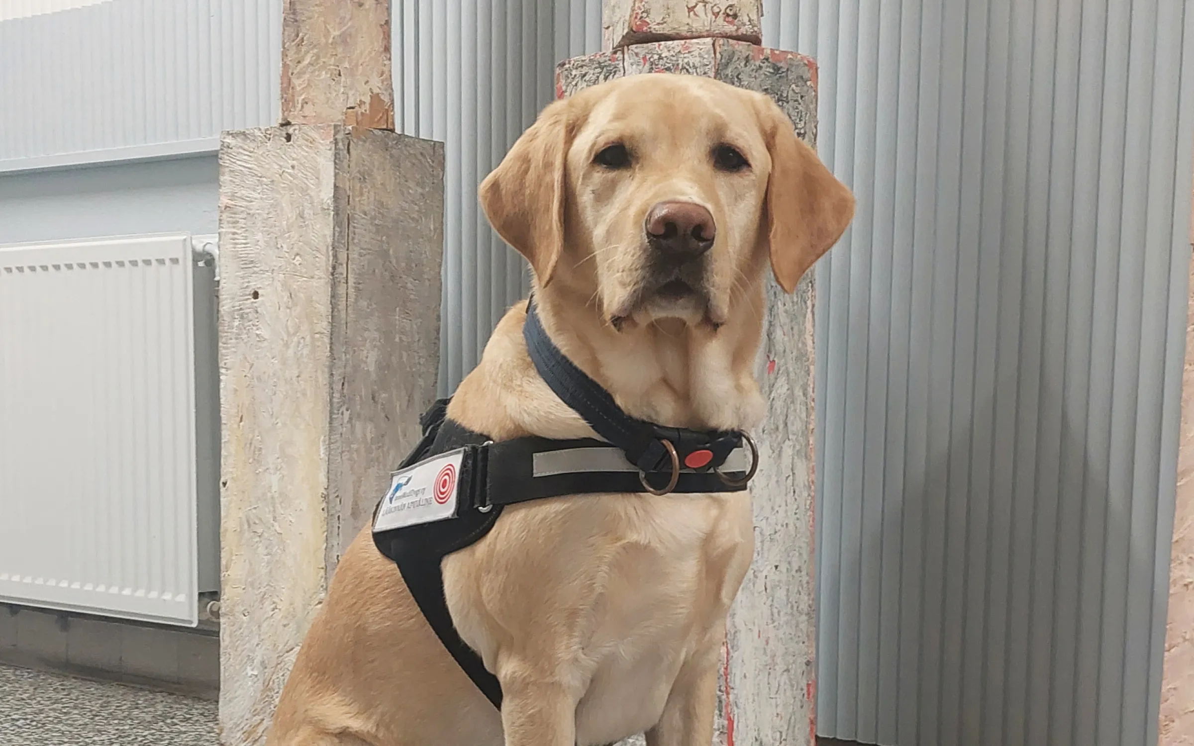 Scent Dogs in Society Seminar
